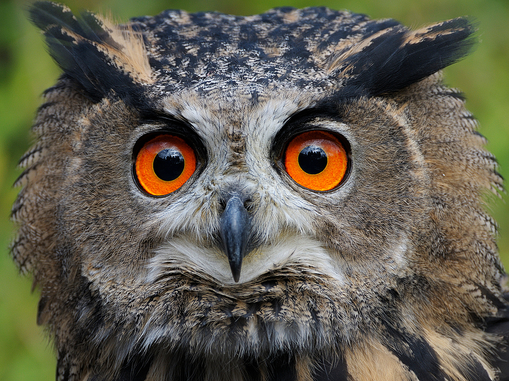 Europäischer UHU  (Bubo bubo)