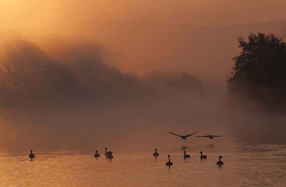 der Nebel