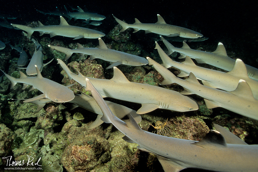 Weißspitzenriffhaie vor Cocos Island