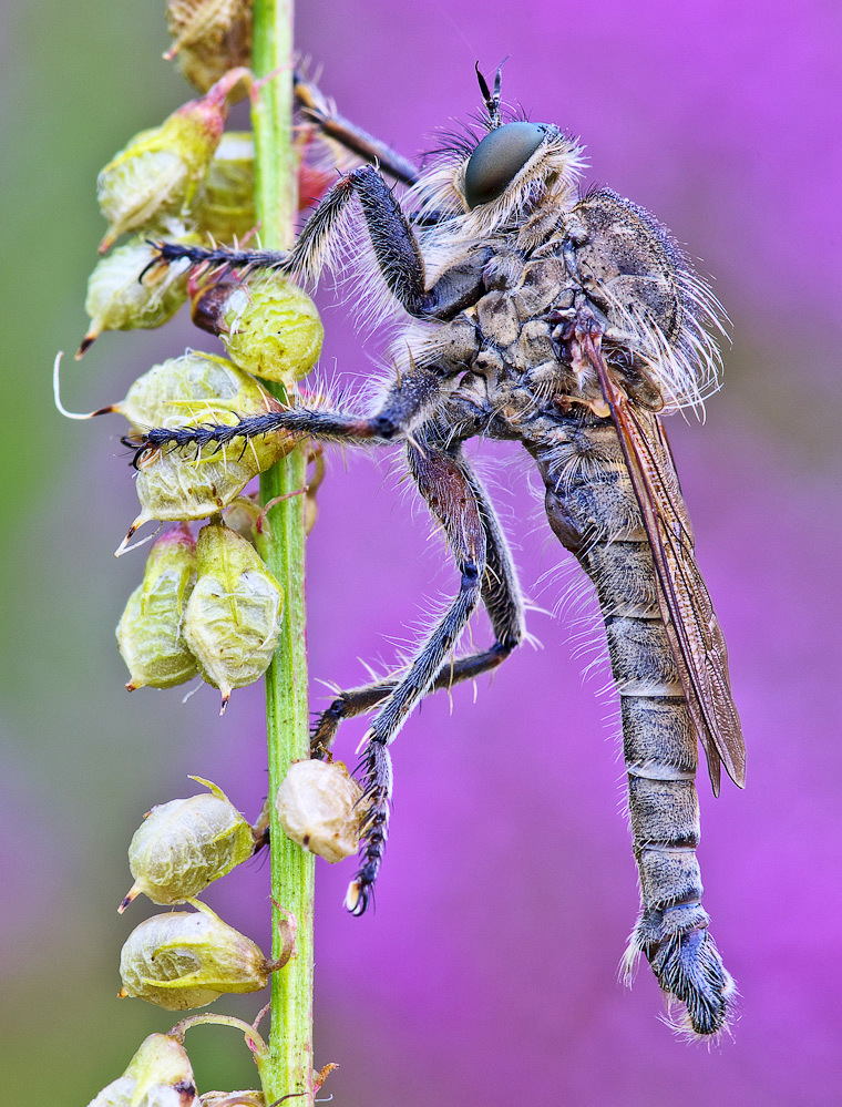 Die Schlichte Raubfliege (Machimus rusticus)