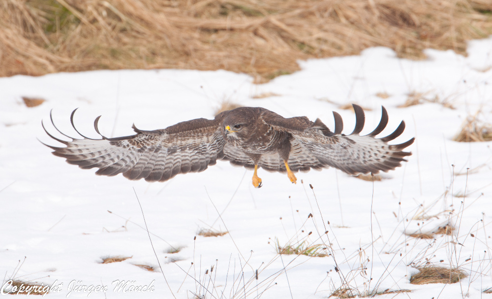 mäusebussard