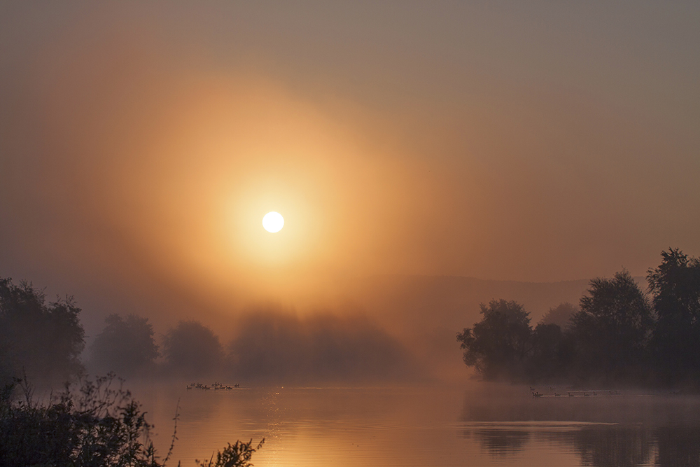 Der Nebel