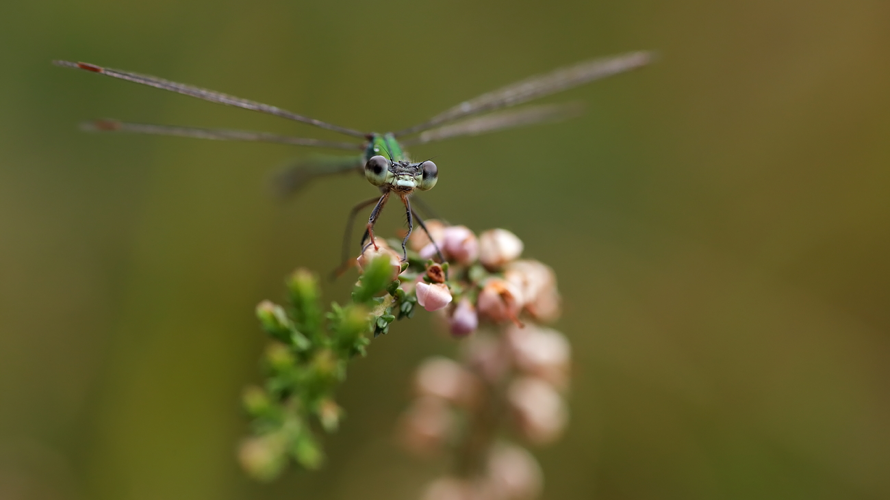 Kleinlibelle