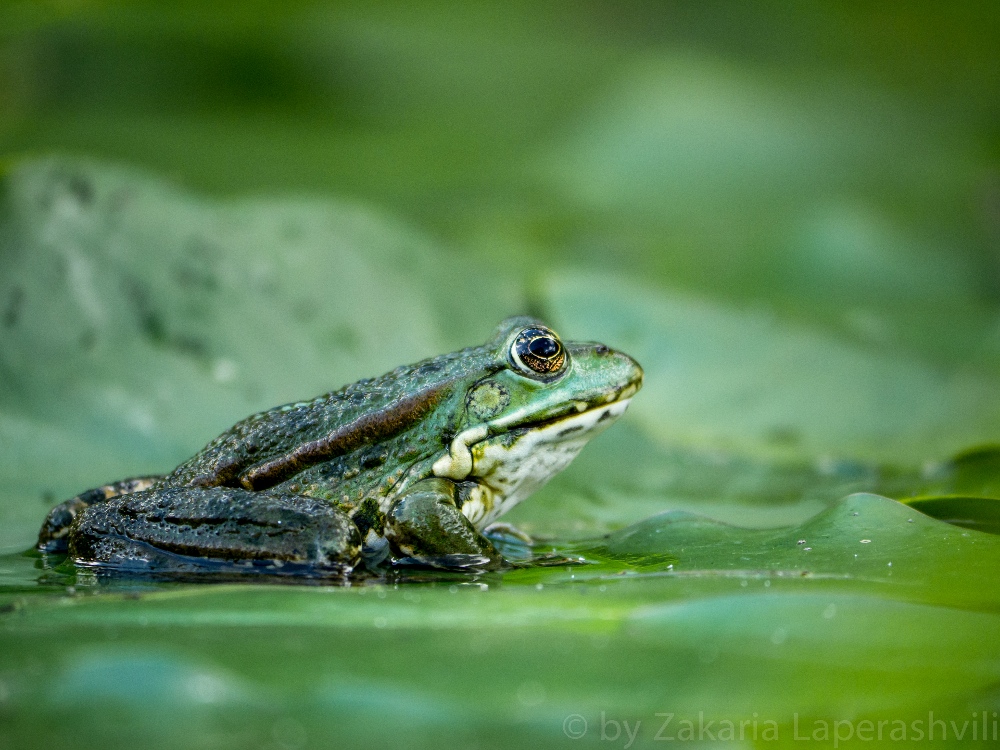 Auf der gleichen Augenhöhe mit dem Teichfrosch