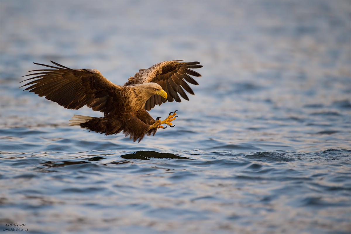 Seeadler VI