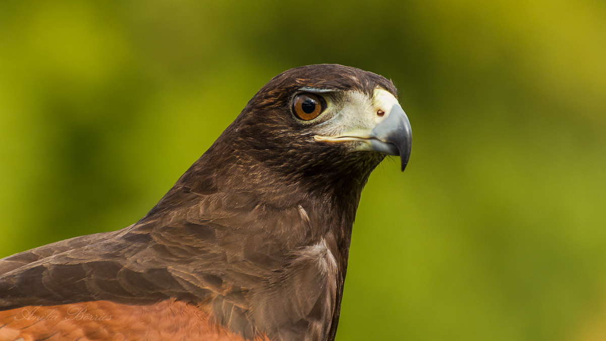 Harris-Hawk