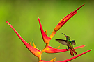 Braunschwanz-Amazilie - Rofous-tailed Hummingbird - Amazilia tzacatl