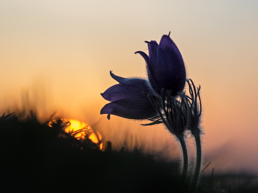 Pulsatilla