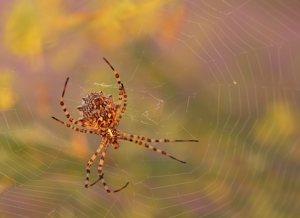 Argiope lobata im ersten Licht (2)