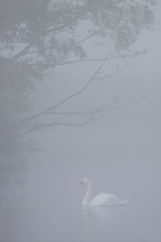 Der Nebel