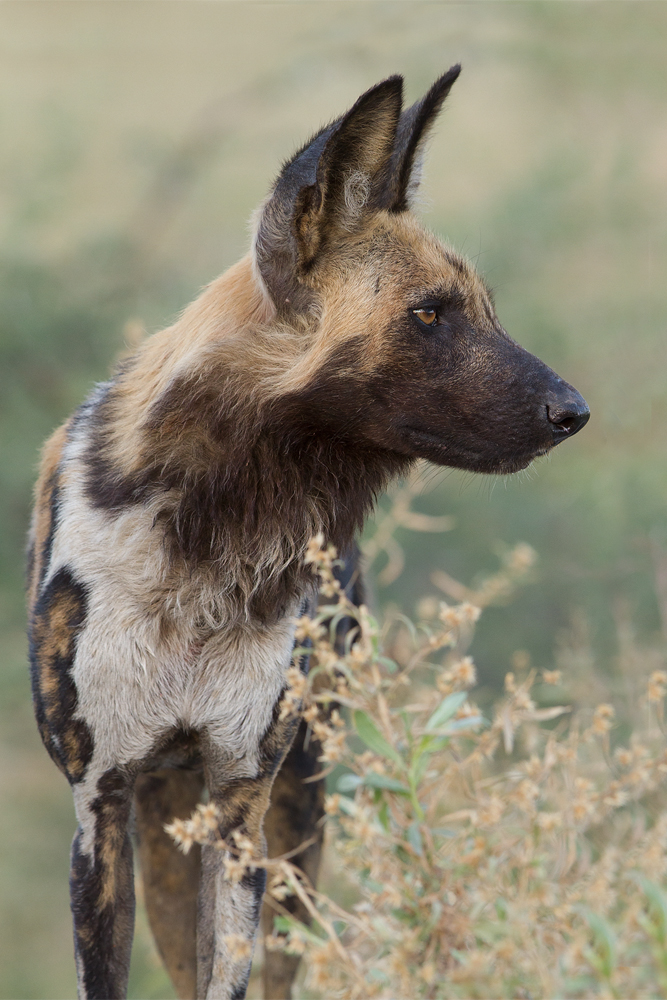 Afrikanischer Wildhund