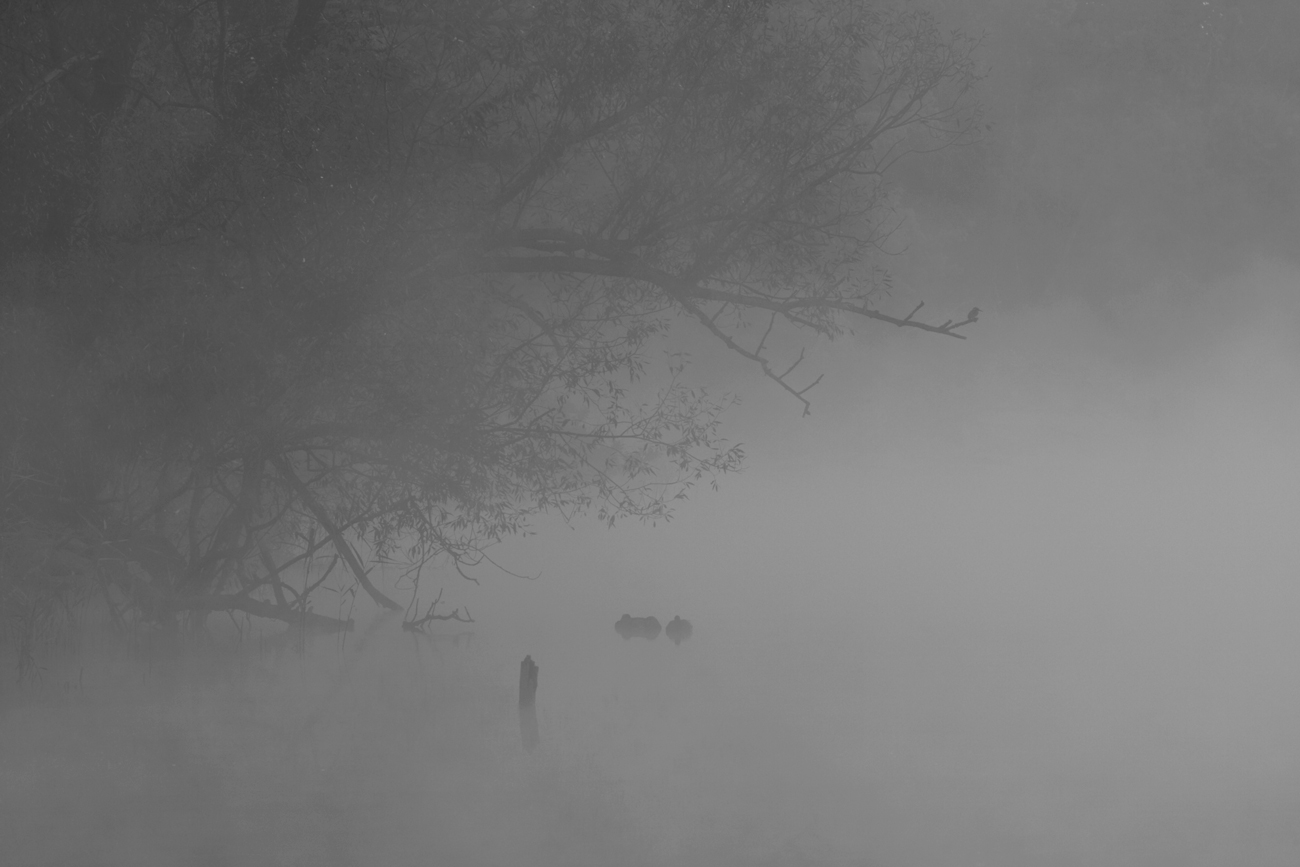 Ruhe auf dem morgendlichen See