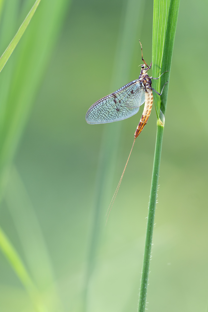 eine Eintagsfliege aus dem Sommer,