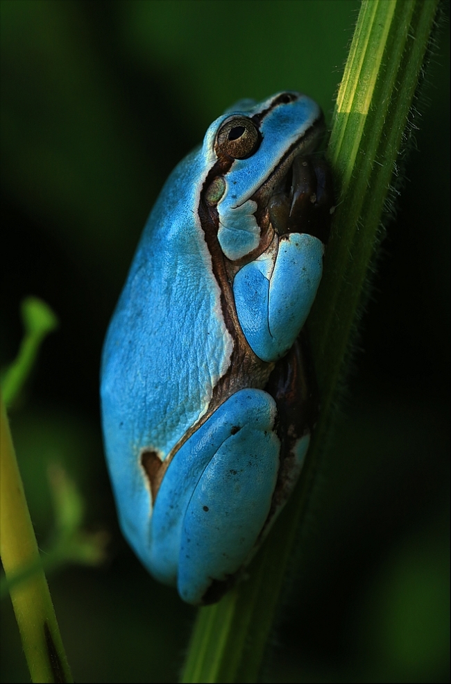 Das blaue Wunder