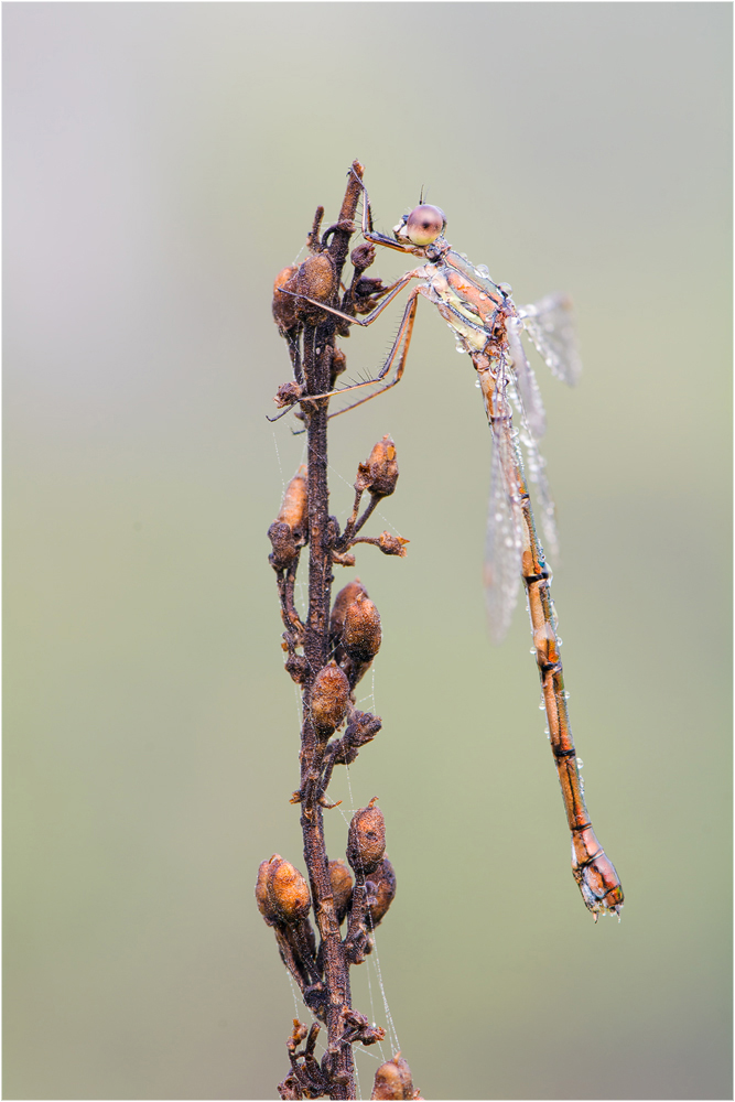 Kleine Binsenjungfer herbstlich