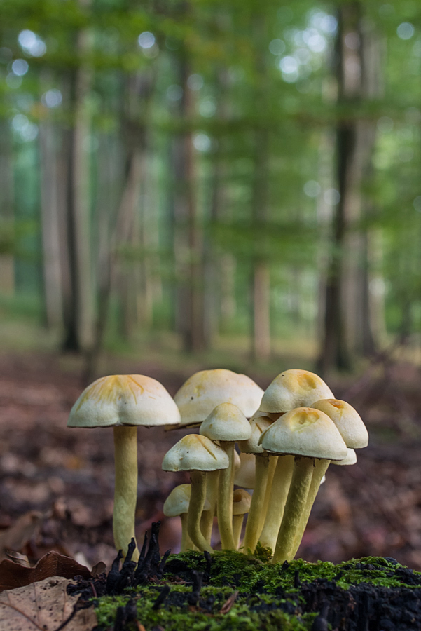 Pilzgruppe