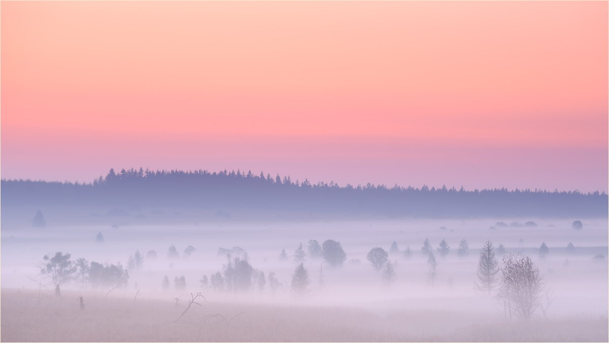 ~ fog ~