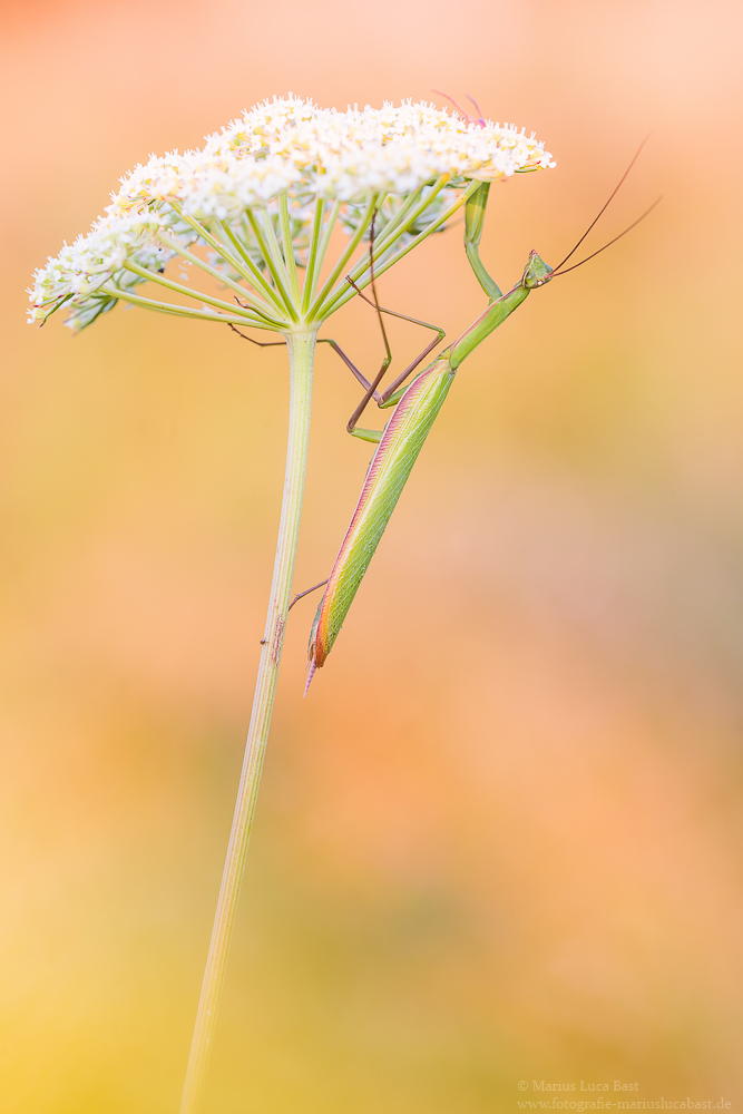 Europäische Gottesanbeterin (Mantis religiosa)