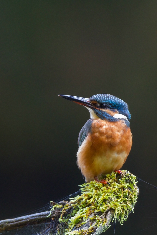 Eisvogel