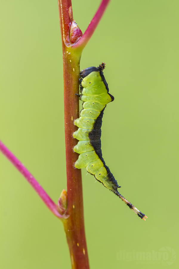 Caterpillar