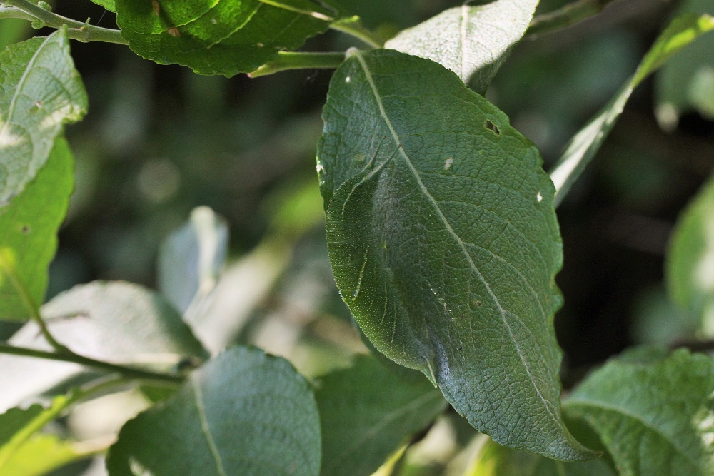 ist es nur ein Blatt?