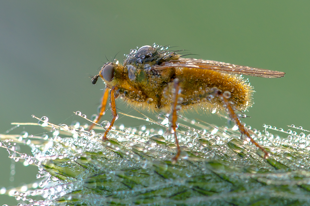 Fliege