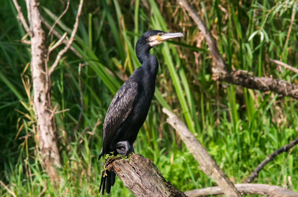 Kormoran am Altrhein