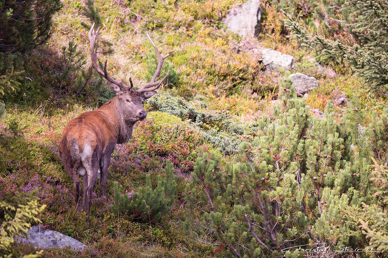 Hirschbrunft in den Alpen