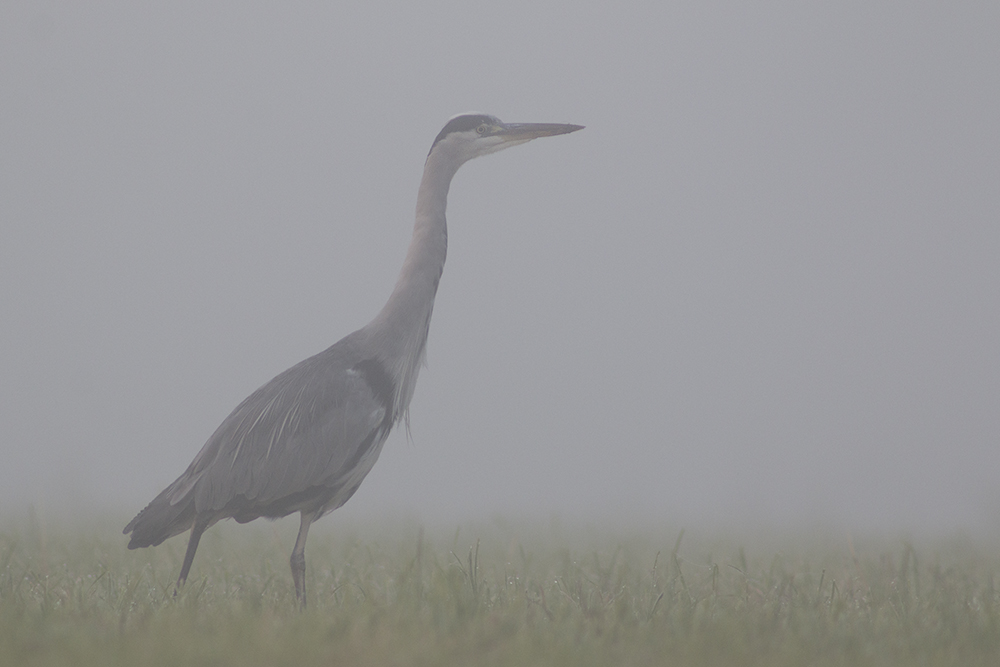 Der Nebel