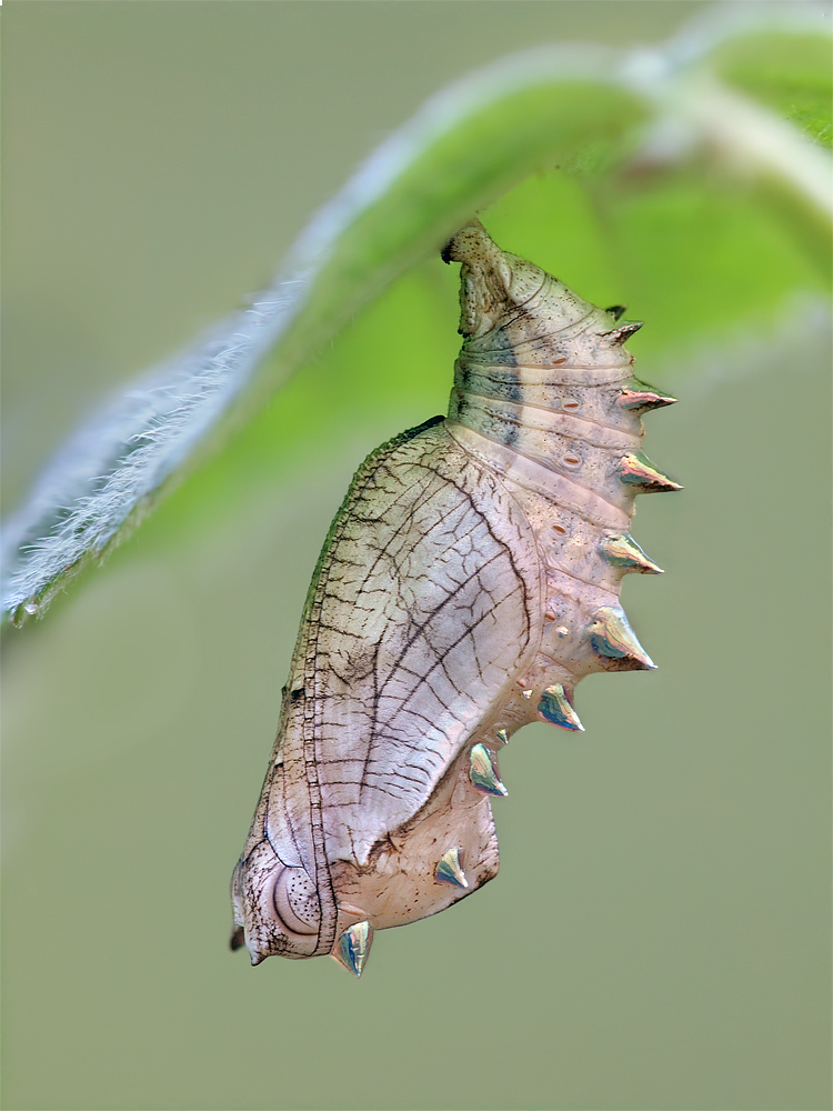 eine Schmetterlingspuppe