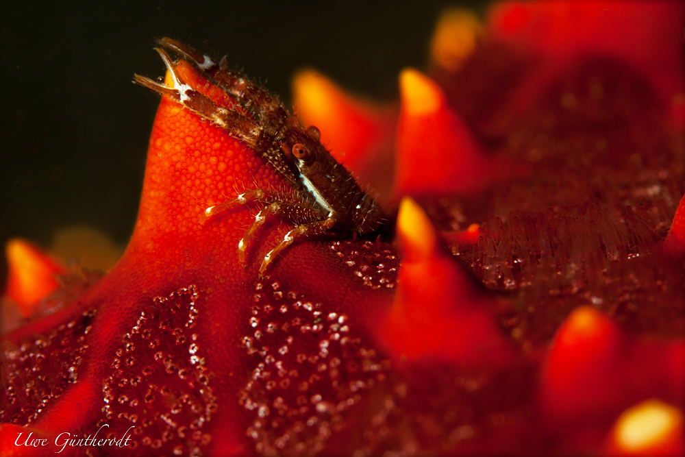 Roter Planet II