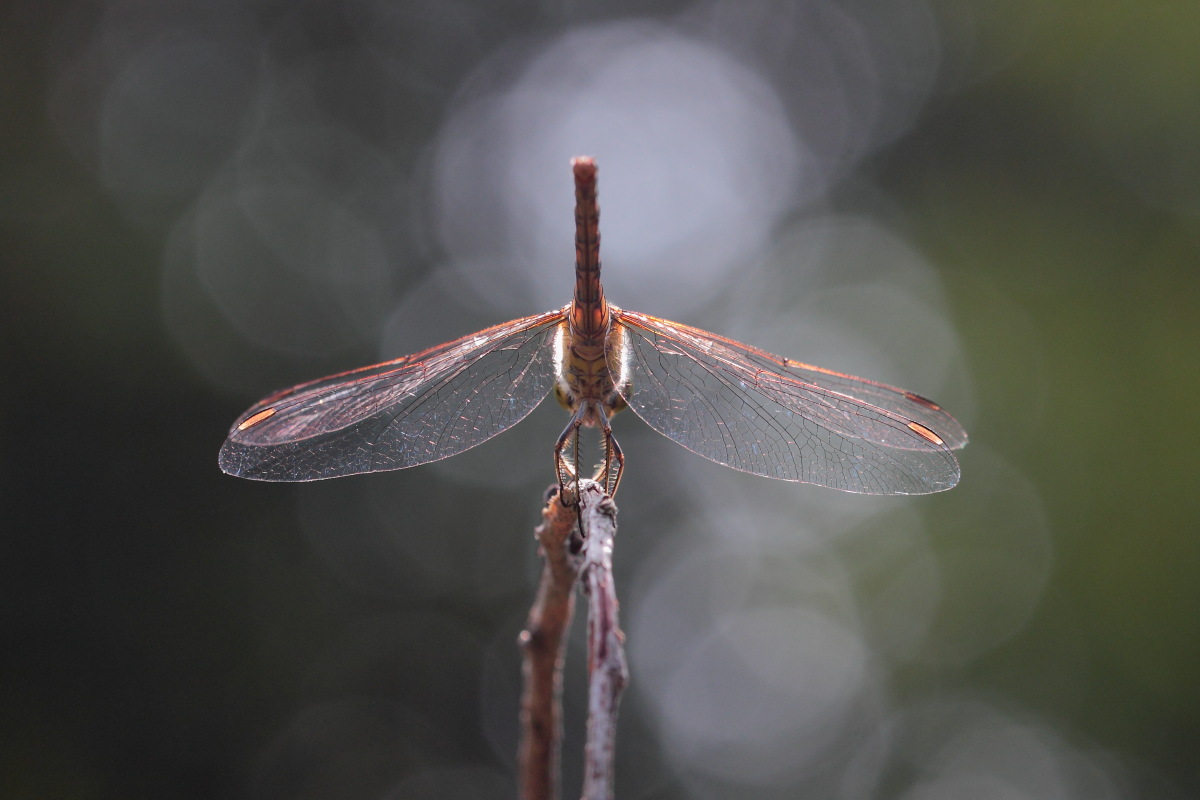 Sympetrum striolatum(?)