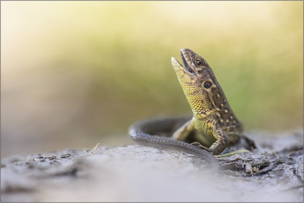 Lacerta agilis