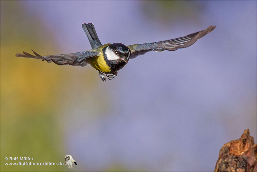 Kohlmeise (parus major)