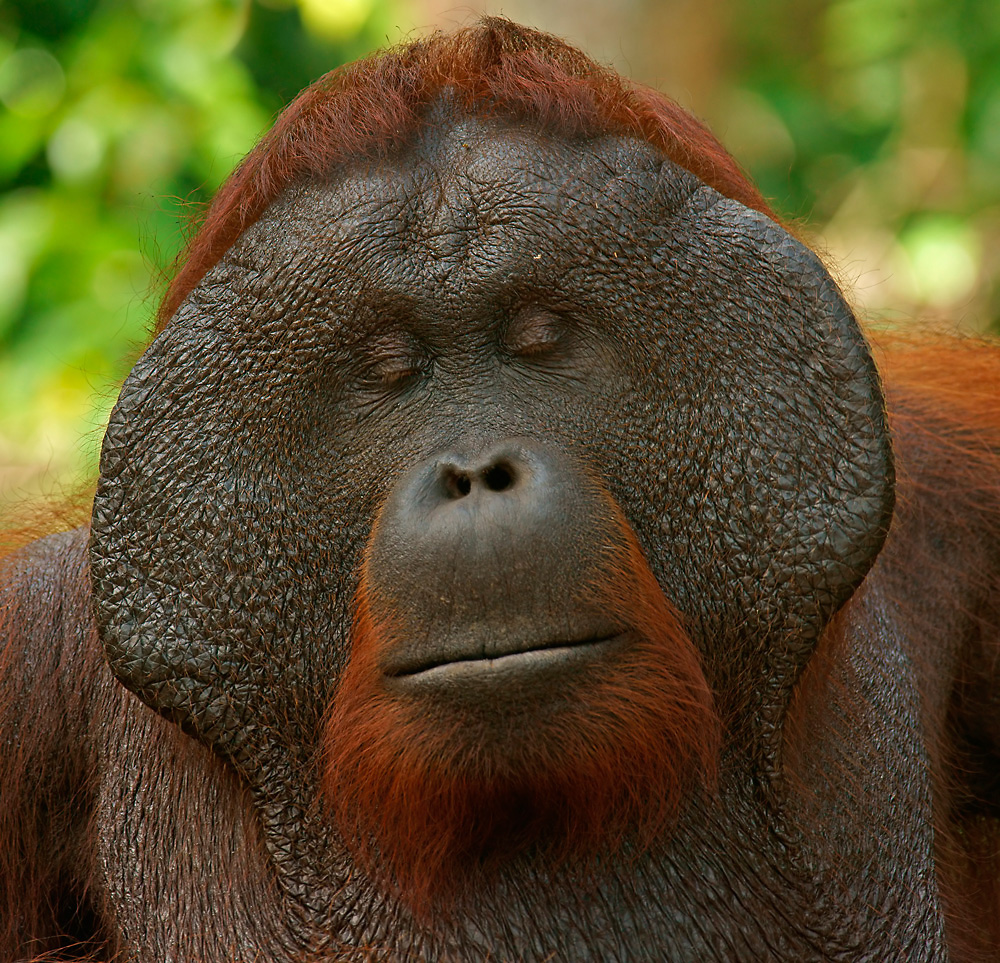 Borneo-Orang-Utan Männchen