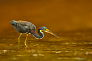 Dreifarbenreiher
