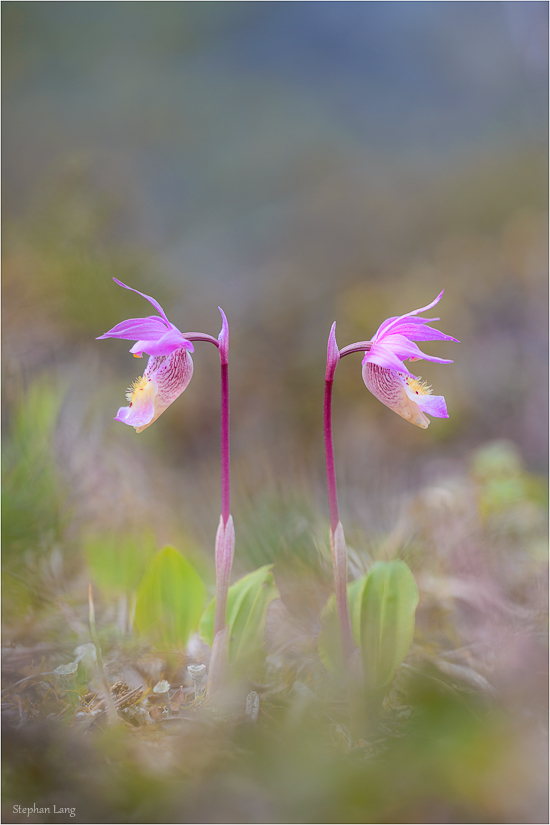 Calypso bulbosa