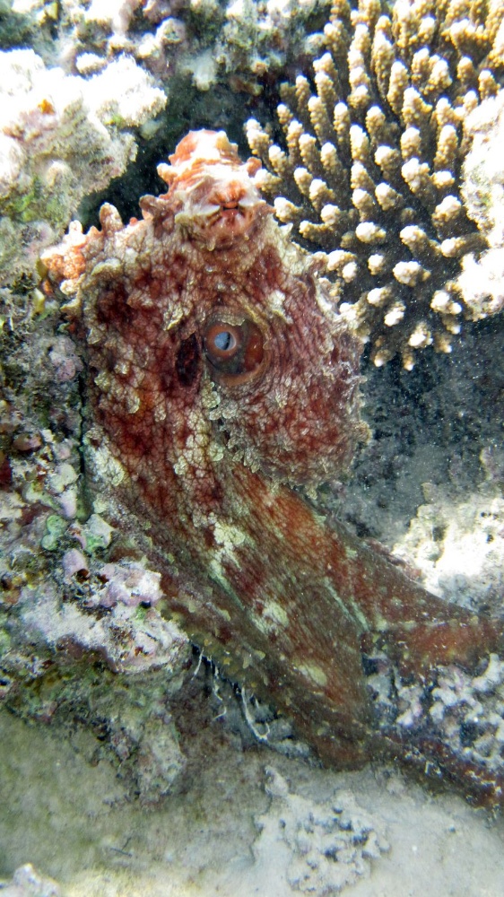 Octopus