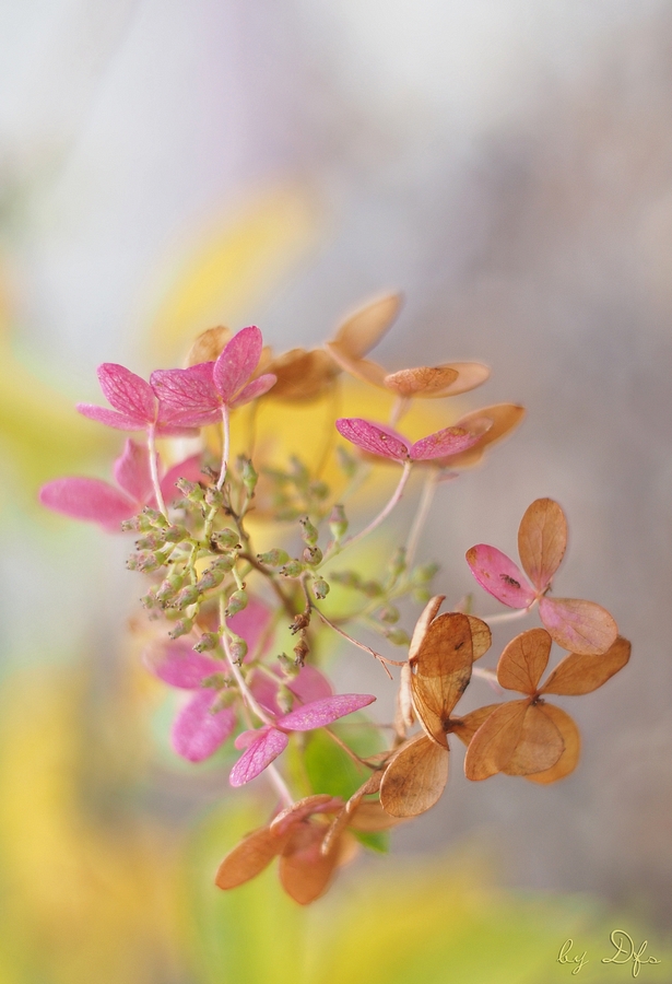 Sommerherbst