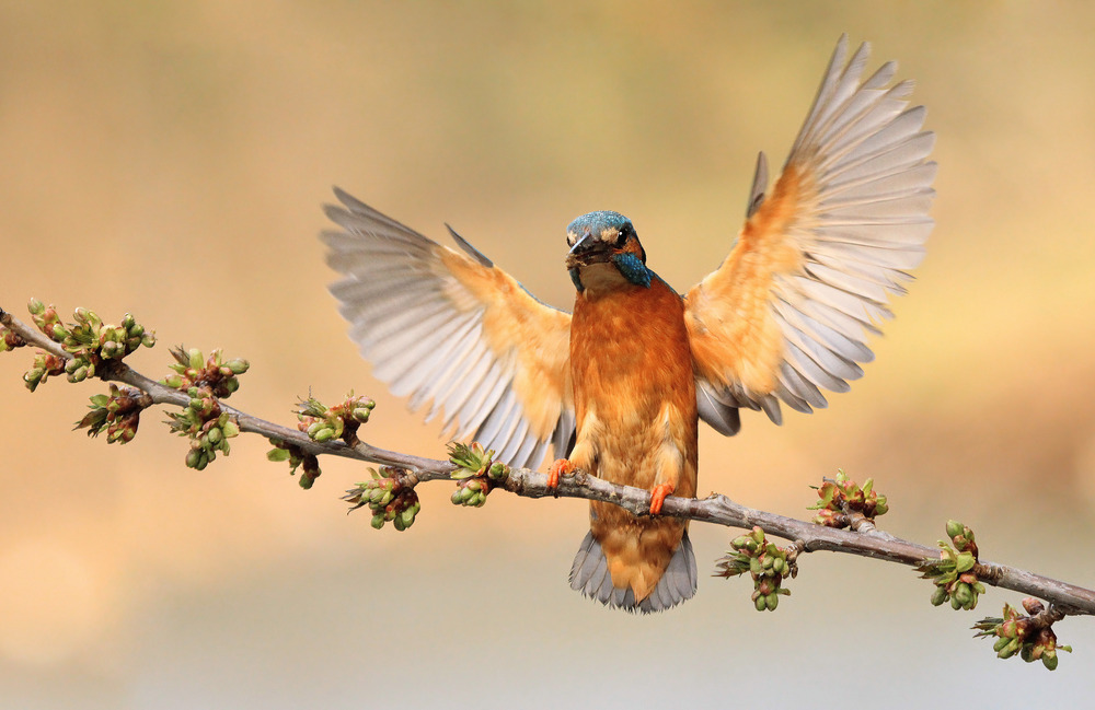 Kingfisher