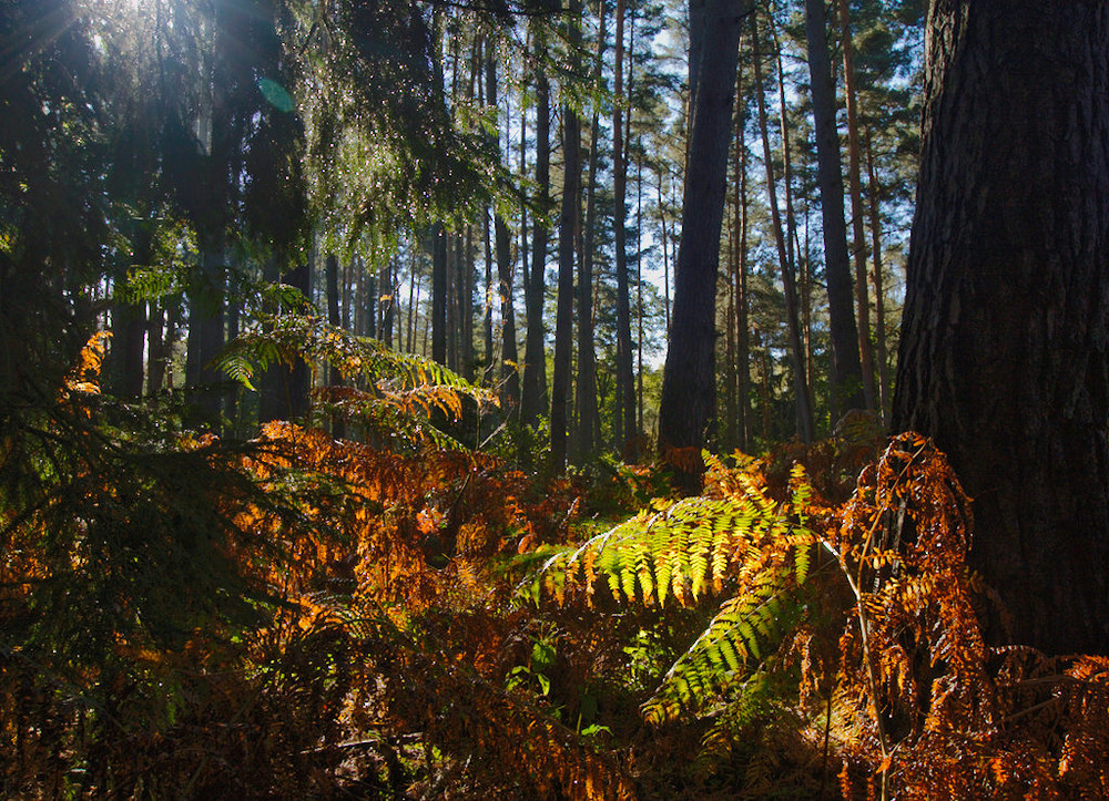 Krautiges im Herbstlicht