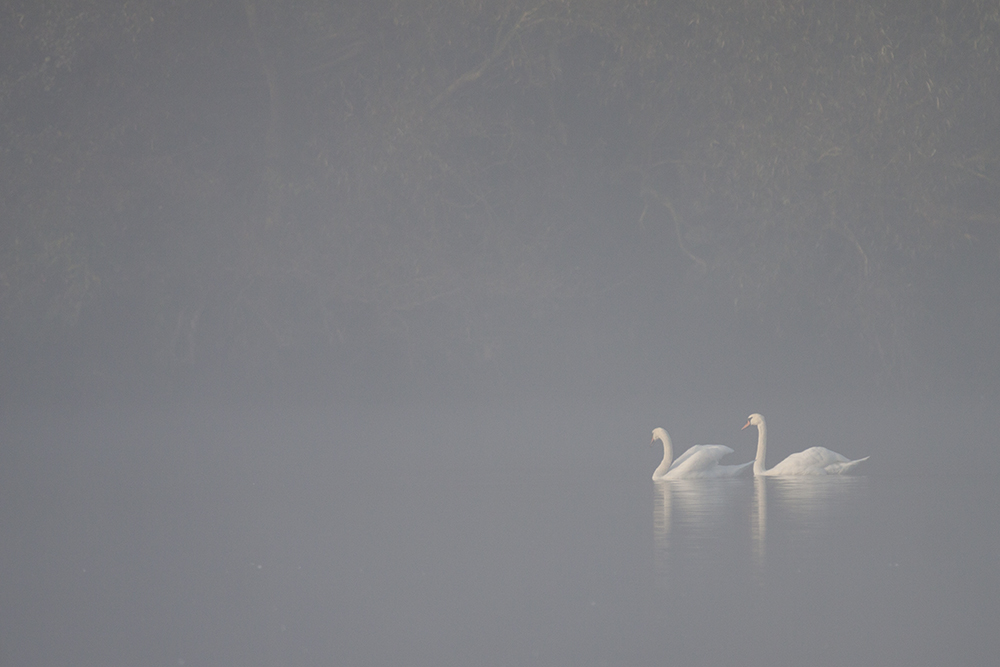 der Nebel