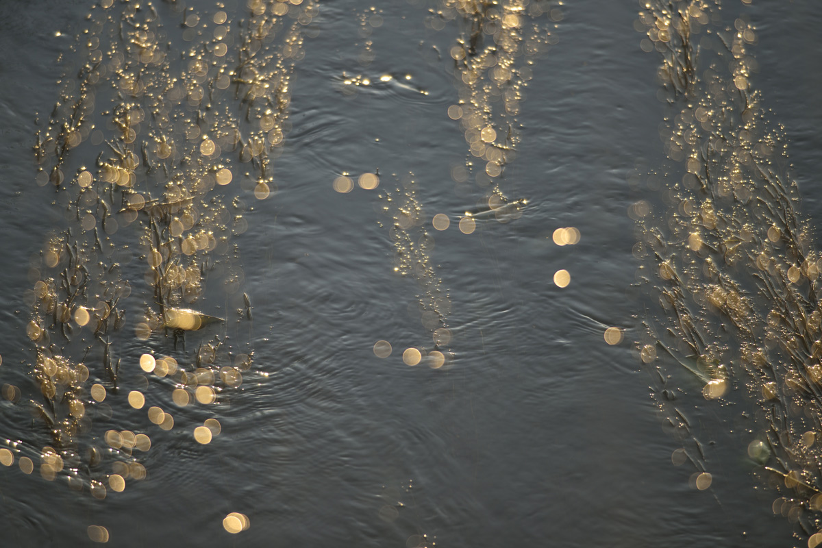 Goldmünzen im Fluss !!!