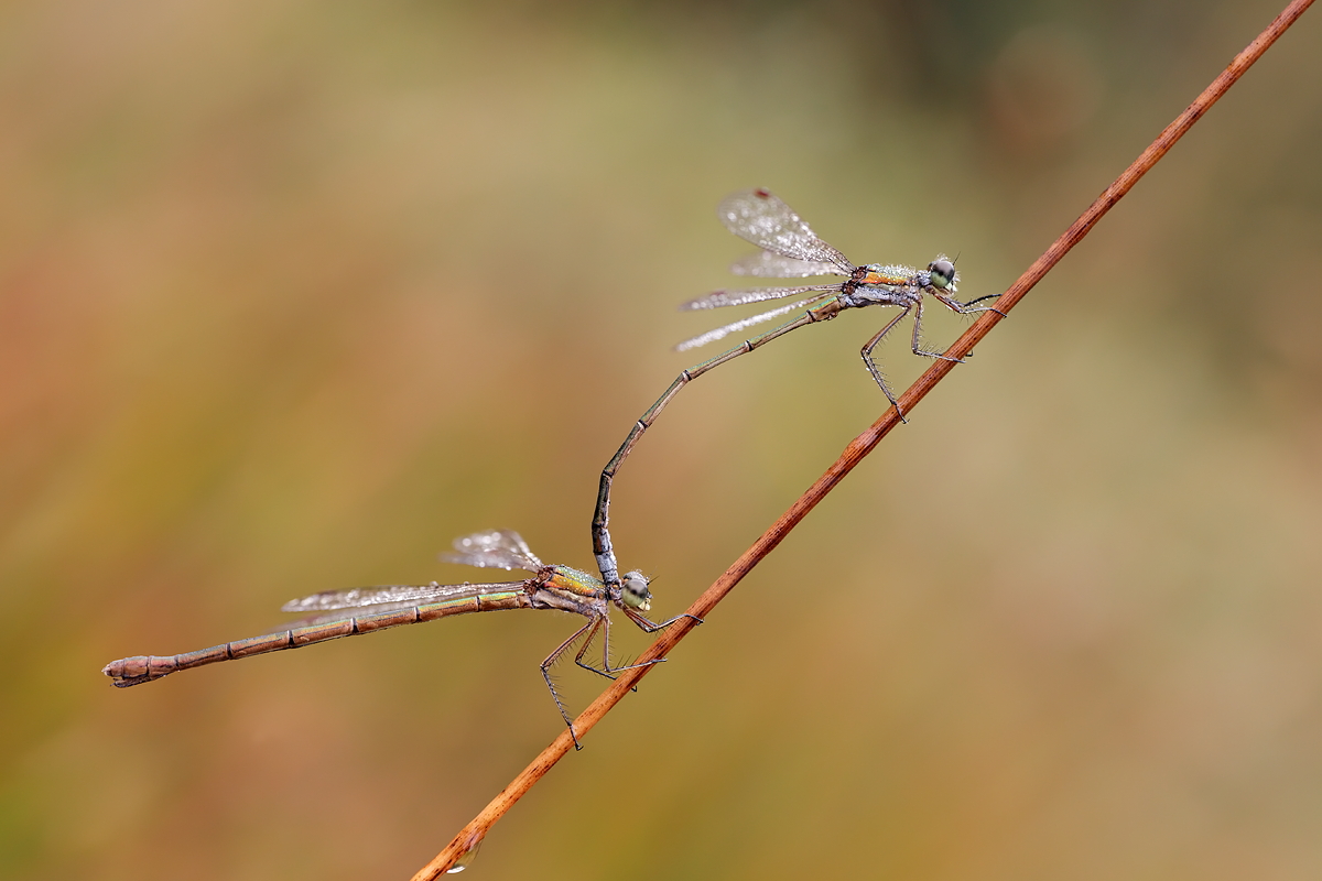 Kleine Binsenjungfer