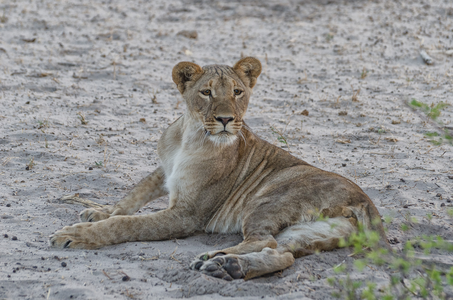 Löwin (Forum für Naturfotografen)