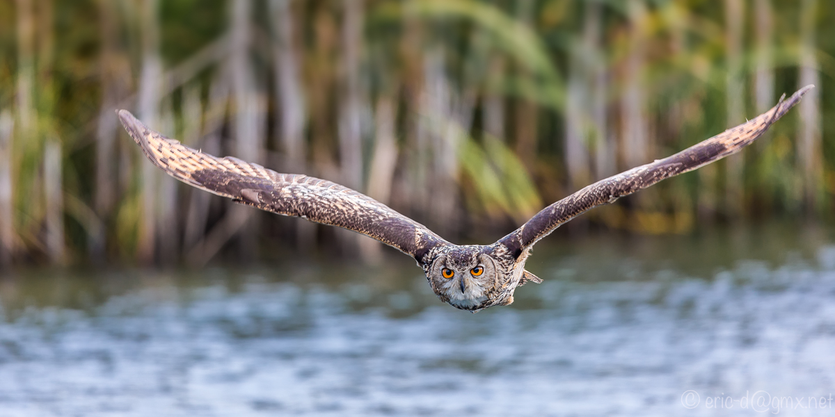 Jagdflug über dem Teich