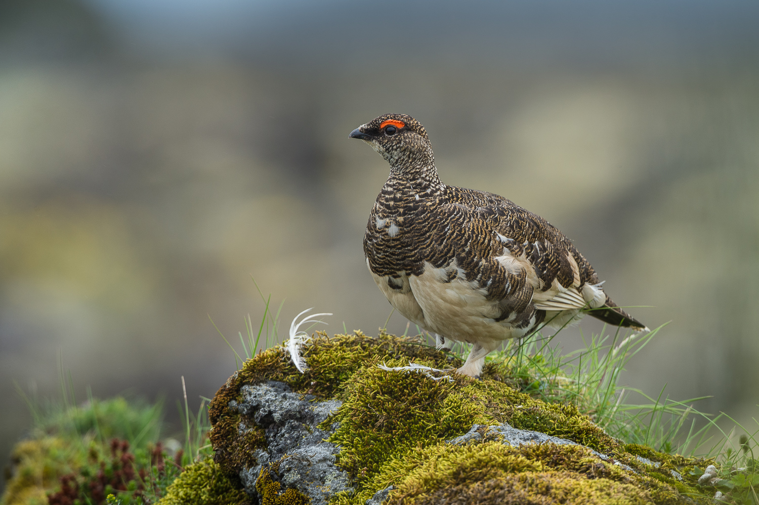 Alpenschneehuhn