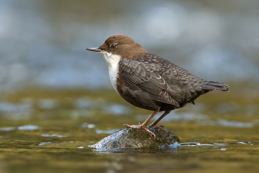 Wasseramsel