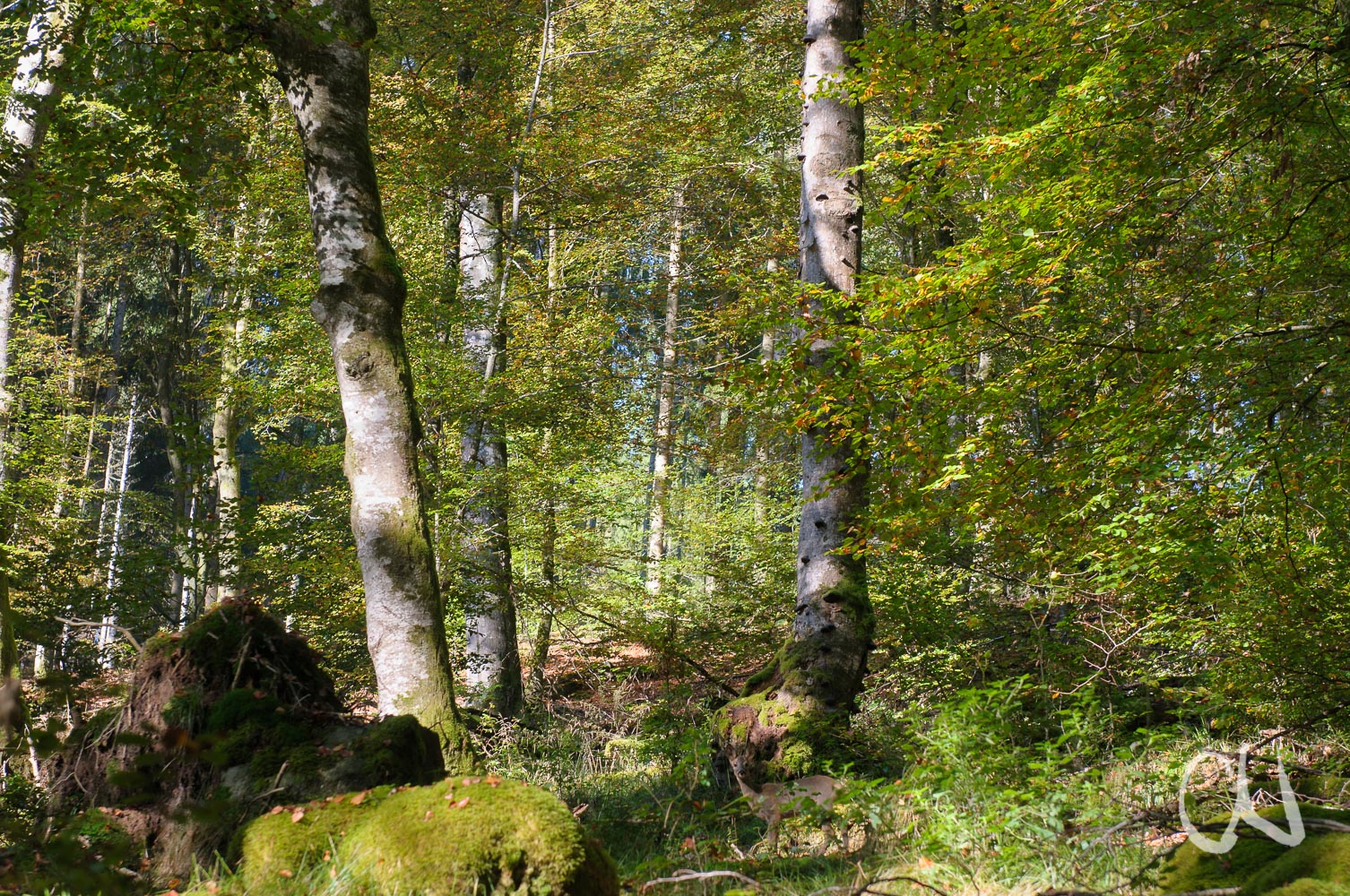 Reh im herbstlichen Buchenwald