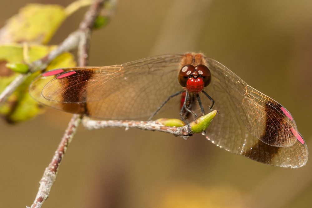 Abgewandt (Forum für Naturfotografen)